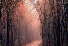 赛季首分！周冠宇当选最佳车手，追平个人最好成绩中新体坛.